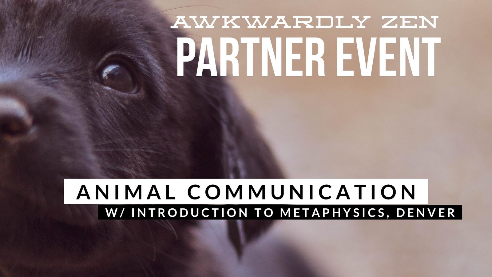AZ Partner Event | Animal Communication
